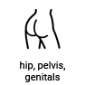 hip, pelvis, genitals